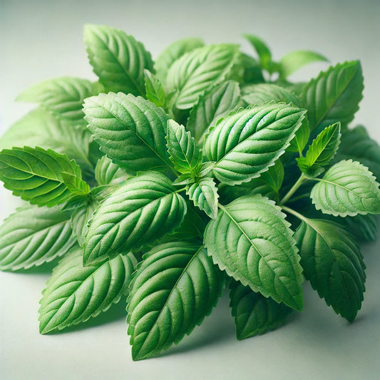 Tulsi Leaves Powder