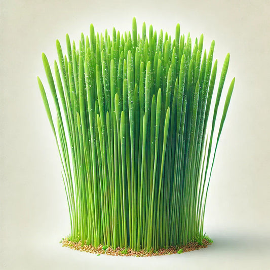 Wheatgrass Powder
