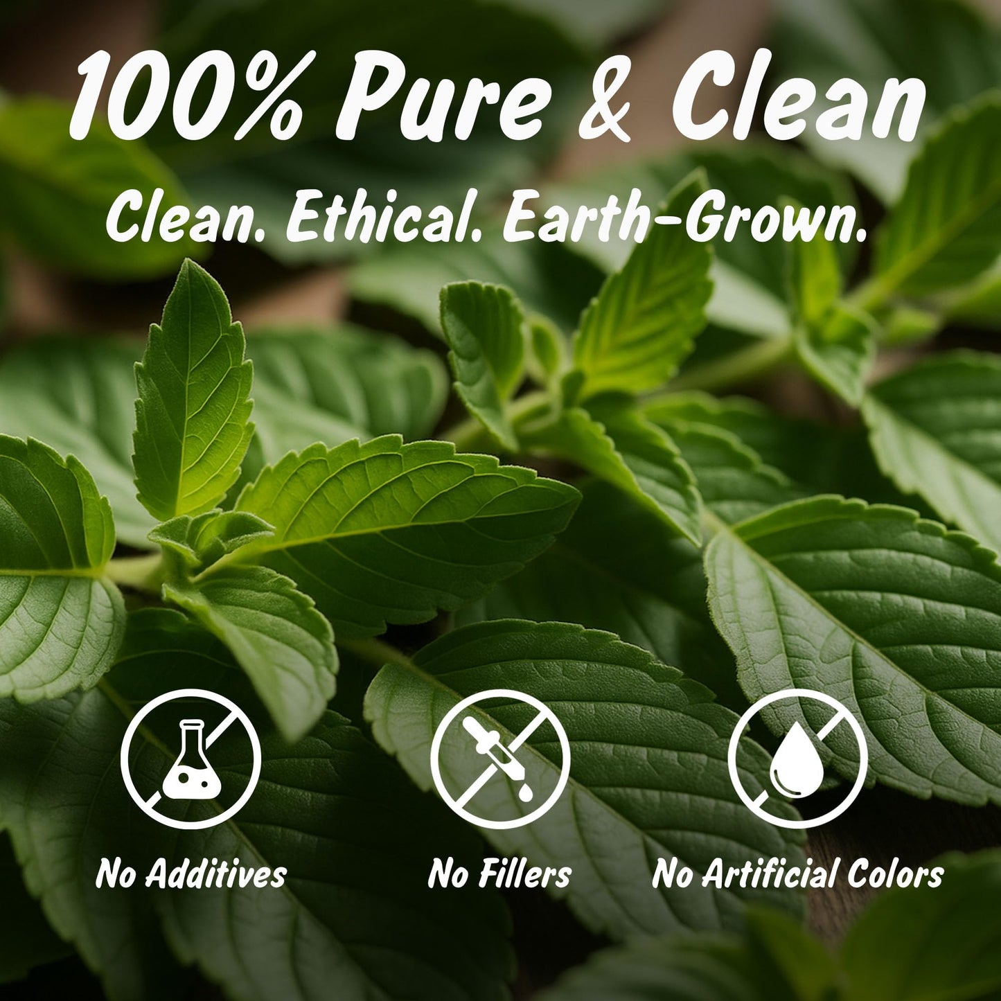 Spice Profile USDA Organic Indian Tulsi/Holy Basil Cut & Sifted, 2 oz, Lab Tested for Heavy Metals, Ocimum sanctum, Albahaca Sagrada