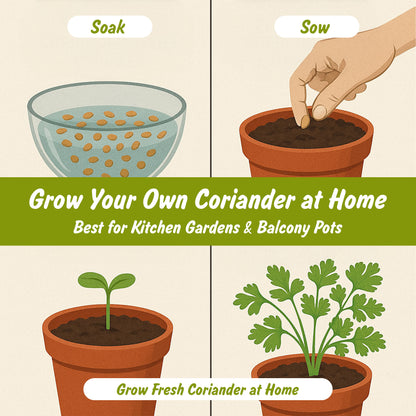 Organic Coriander Seeds (Whole) | Sabut Dhaniya