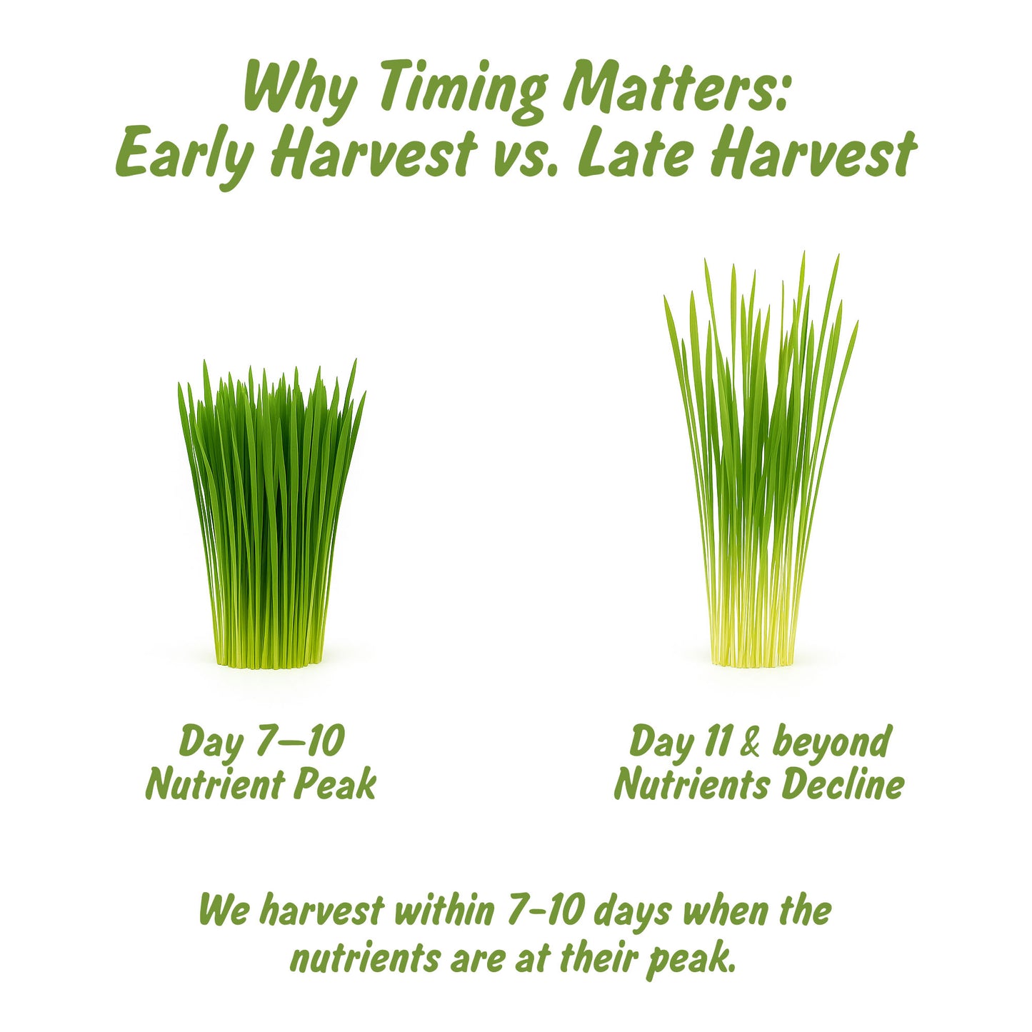 Organic Wheatgrass Powder | Ghehu ka Ghas