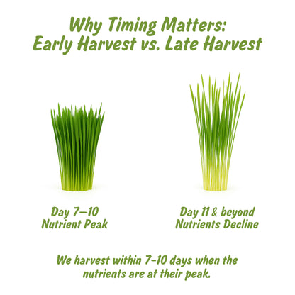 Organic Wheatgrass Powder | Ghehu ka Ghas