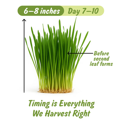 Organic Wheatgrass Powder | Ghehu ka Ghas