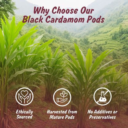 Spice Profile USDA Organic Whole Black Cardamom, 2 oz, Lab Tested for Heavy Metals, Kali Elaichi, Cardamomo Negro