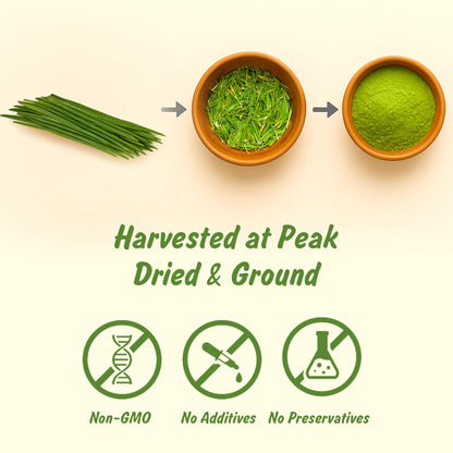 Spice Profile Organic Wheatgrass Powder | 4 oz | Lab Tested